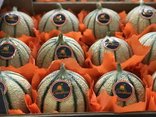 Melon CAVAILLON EXTRA