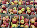 Pommes rockit bio