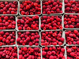 Framboises bio