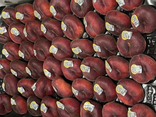 Nectarines plates extra