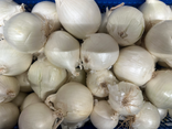 Oignons blancs bio