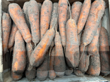 Carottes des sables