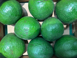 Avocat tropical