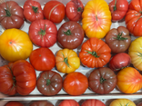 Tomates cocktail