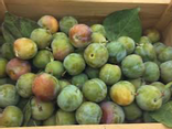 Prunes Reine Claude bio