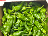 Piments padrons