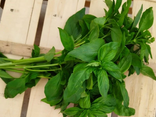 Basilic botte