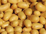 Pommes de terre Charlotte bio