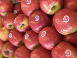 Pommes Pink Lady bio