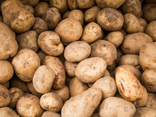 Pommes de terre Spunta bio
