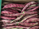 Haricots rouge à écosser