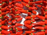 Piment d'Espelette en tresse