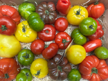 Tomates saveurs d'antan