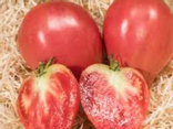 Tomates Téton de Vénus