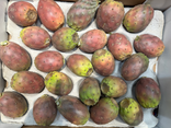 Figues de barbaries