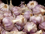 Ail rose frais