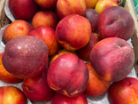 Nectarines blanches ou jaunes