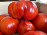 Tomates Cœur de bœuf Rouge