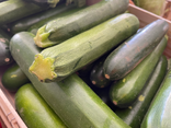 Courgettes vertes