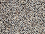 Lentilles vertes - vrac