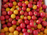 Tomates Meli-Melo