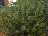 Pot de thym BIO