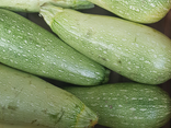 Courgette blanche