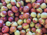 Jujube BIO