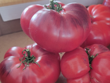 Tomate Bleue