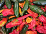 Piment en mélange BIO