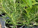 Pot de romarin BIO