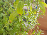 Pot de verveine citronnée