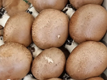 Champignons de Paris rosés