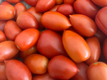 Tomate allongée Bio