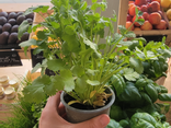 Pot de coriandre BIO