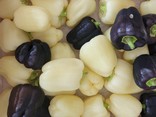 mini Poivron blanc BIO
