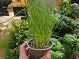 Pot de ciboulette BIO