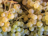 Raisins chasselas doré BIO