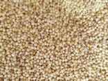 Graines de millet - vrac