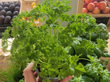Pot de persil BIO
