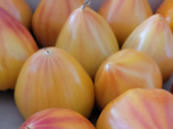 Tomate cœur de bœuf Jaune
