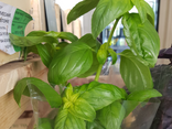 Pot de Basilic