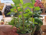 Pot de menthe