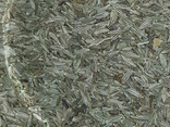 Cumin graines - vrac
