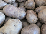 Pommes de terre bleue d'artois