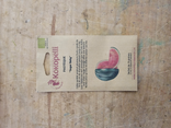 Graines de Pastèque Sugar Baby