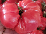 Tomate Rose