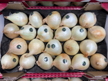 Oignons doux des Cévennes