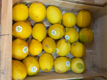 Citron jaune BIO