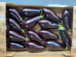 Aubergine